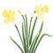 Daffodil Flower Wall Stencil | 2113 by Designer Stencils | Floral Stencils | Reusable Art Craft Stencils for Painting on Walls, Canvas, Wood | Reusable Plastic Paint Stencil for Home Makeover | Easy to Use & Clean Art Stencil